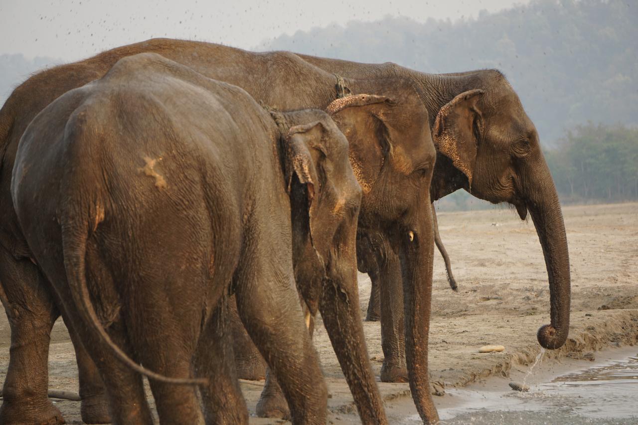 Tiger Tops Tharu Lodge Chitwan Exterior foto