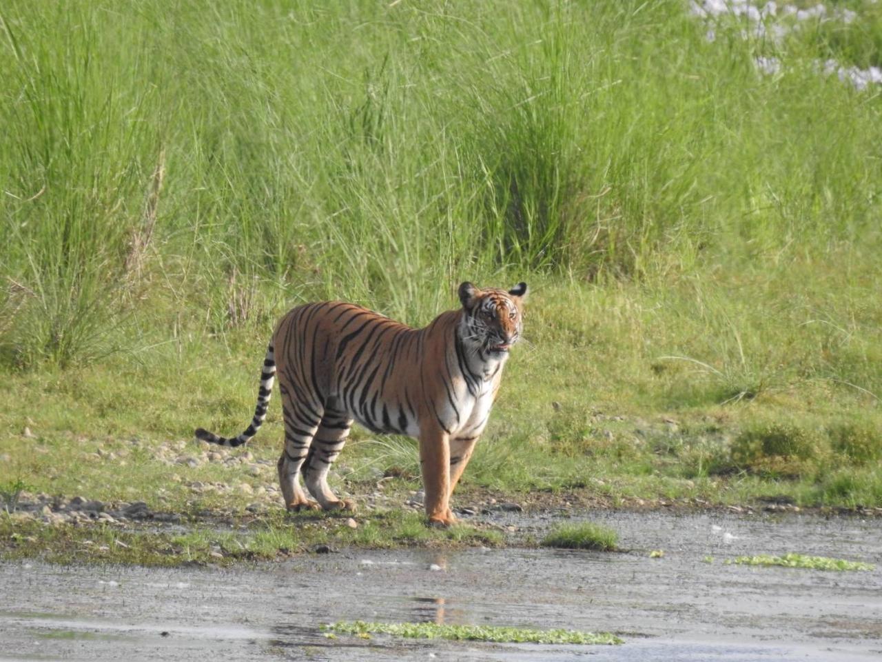 Tiger Tops Tharu Lodge Chitwan Exterior foto