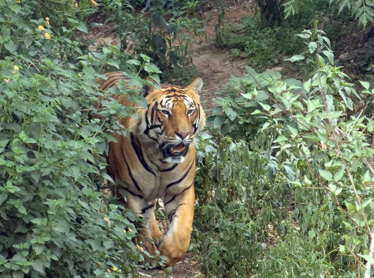 Tiger Tops Tharu Lodge Chitwan Exterior foto
